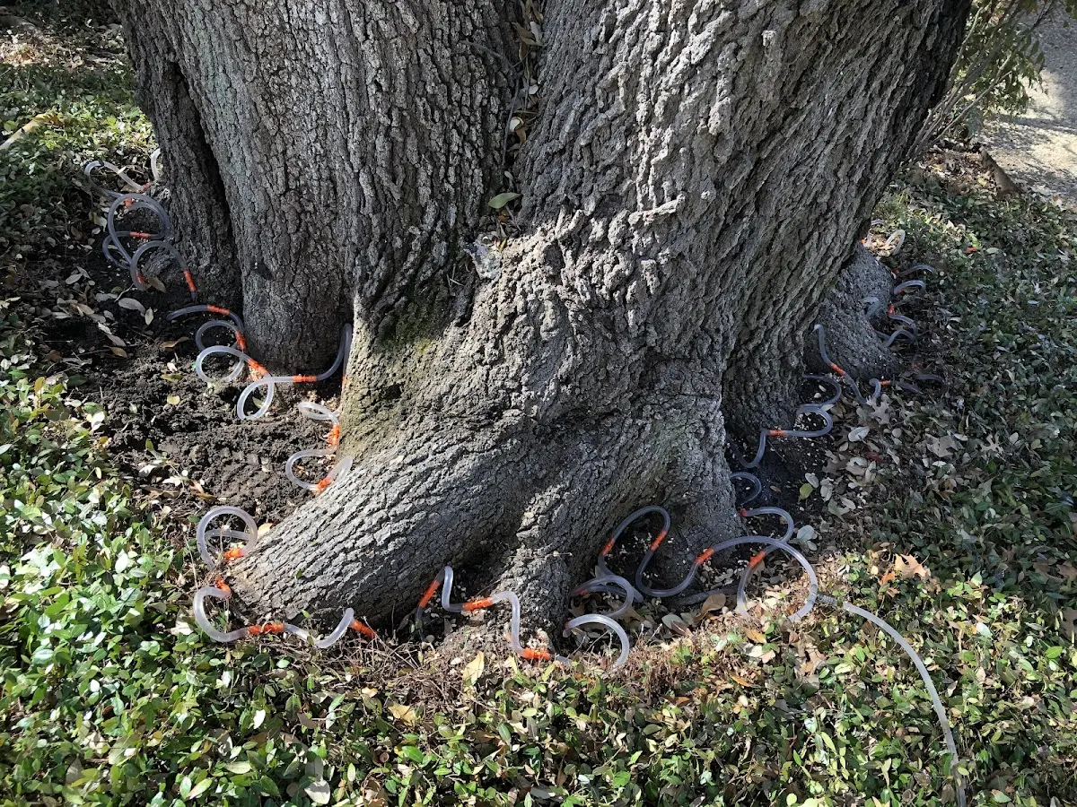Detailed Tree Cabling and Bracing job site in Pine Bluff