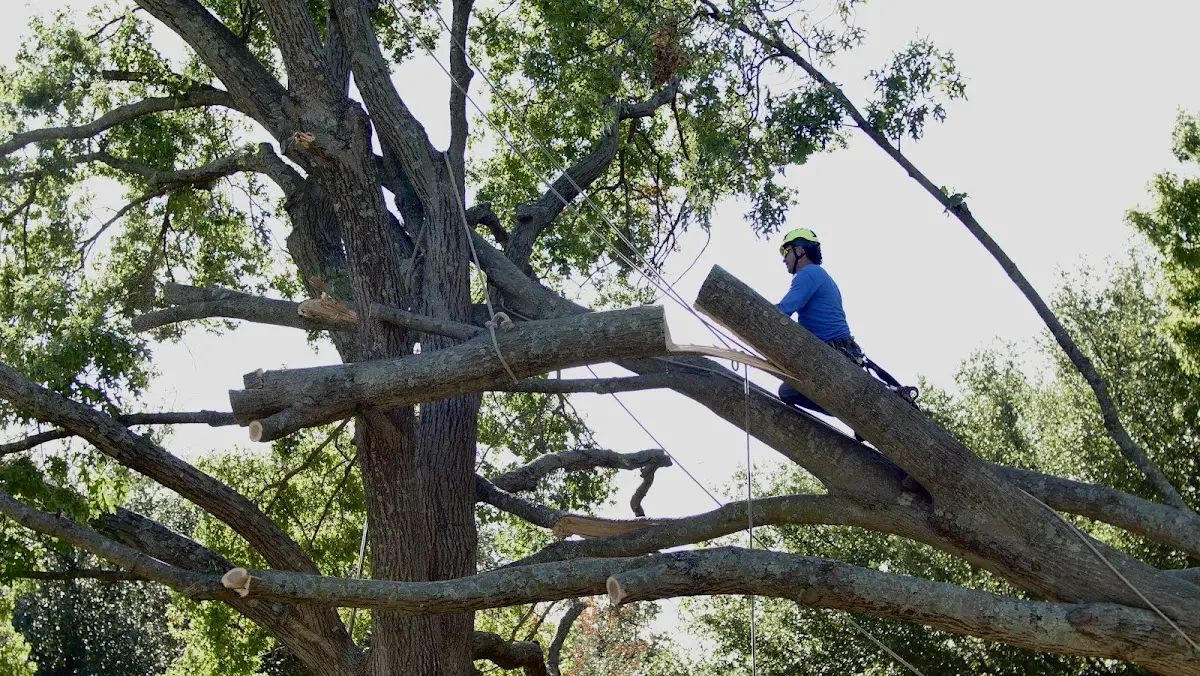 Professional Hazardous Tree Removal performed by certified arborists in Pine Bluff