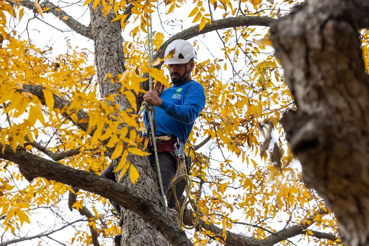 Skilled Tree Transplanting crew working in Pine Bluff